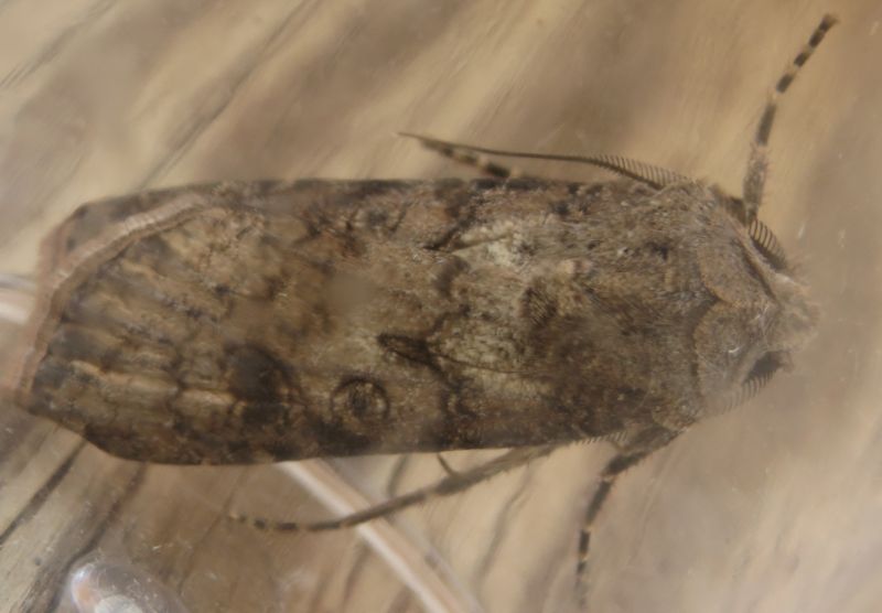Agrotis segetum? (Sicilia)